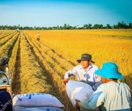 Vietnam rice exports jump up to 20 pct
